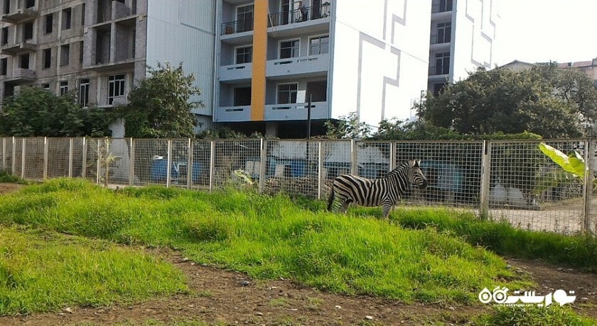 باغ وحش باتومی -  شهر باتومی