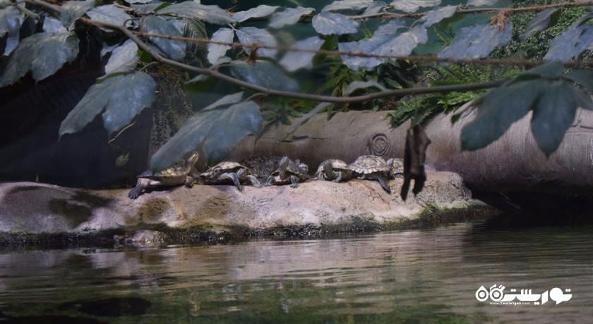 سرگرمی آکواریوم مسکوواریوم شهر روسیه کشور مسکو