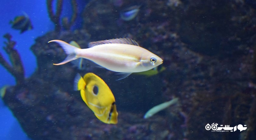 سرگرمی آکواریوم مسکوواریوم شهر روسیه کشور مسکو