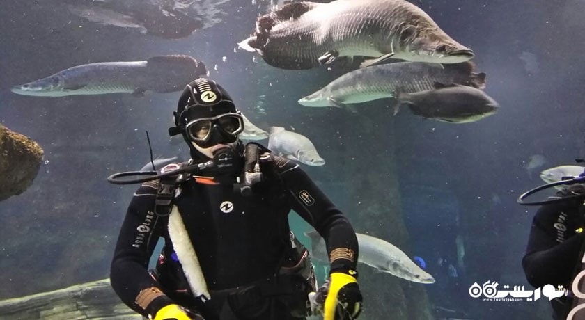 سرگرمی آکواریوم مسکوواریوم شهر روسیه کشور مسکو