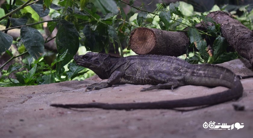 سرگرمی آکواریوم مسکوواریوم شهر روسیه کشور مسکو