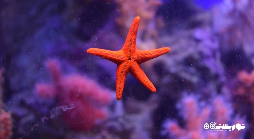 سرگرمی آکواریوم مسکوواریوم شهر روسیه کشور مسکو