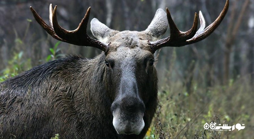 الک آیلند نشنال پارک -  شهر مسکو