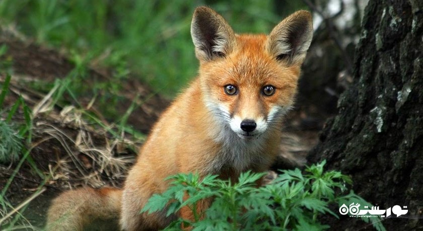 سرگرمی الک آیلند نشنال پارک شهر روسیه کشور مسکو