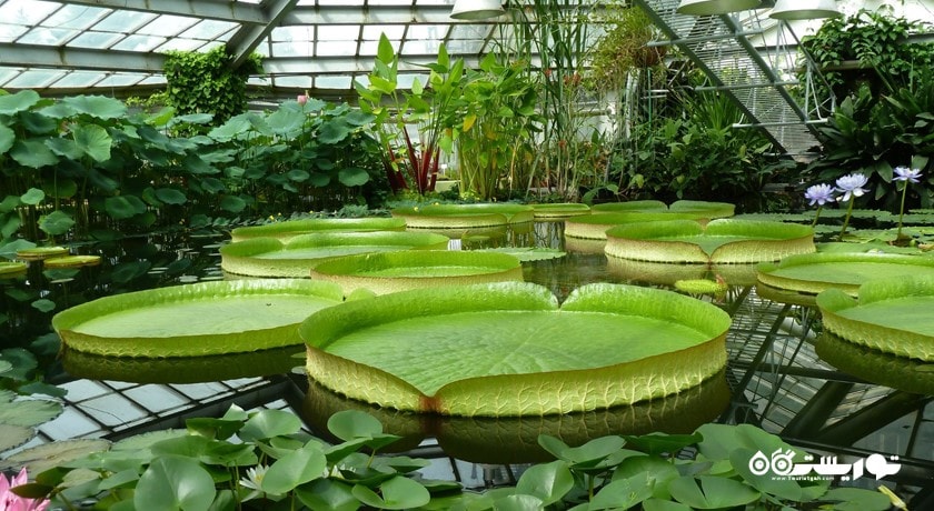 باغ گیاه شناسی سن پترزبورگ -  شهر سن پترزبورگ
