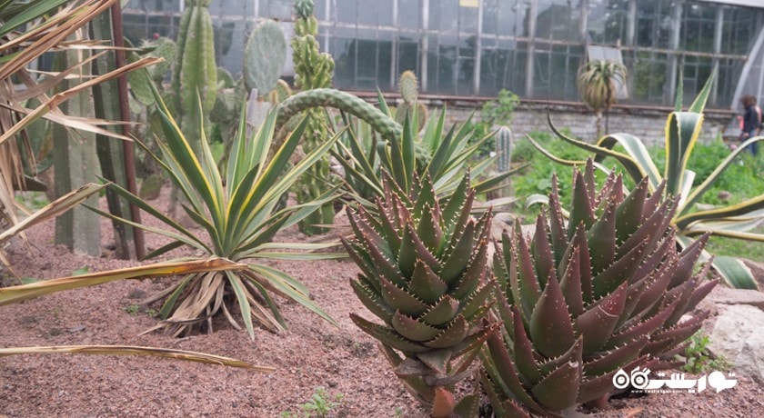 سرگرمی باغ گیاه شناسی سن پترزبورگ شهر روسیه کشور سن پترزبورگ