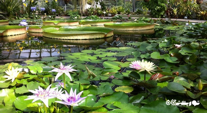 سرگرمی باغ گیاه شناسی سن پترزبورگ شهر روسیه کشور سن پترزبورگ