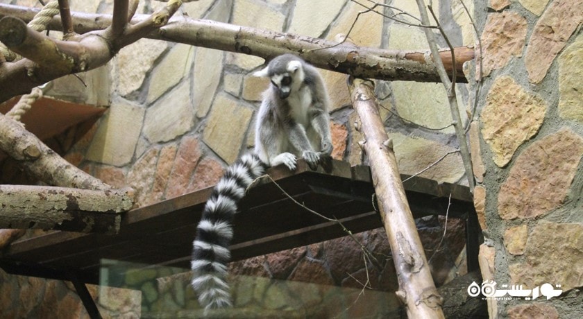 سرگرمی باغ وحش لنینگراد شهر روسیه کشور سن پترزبورگ