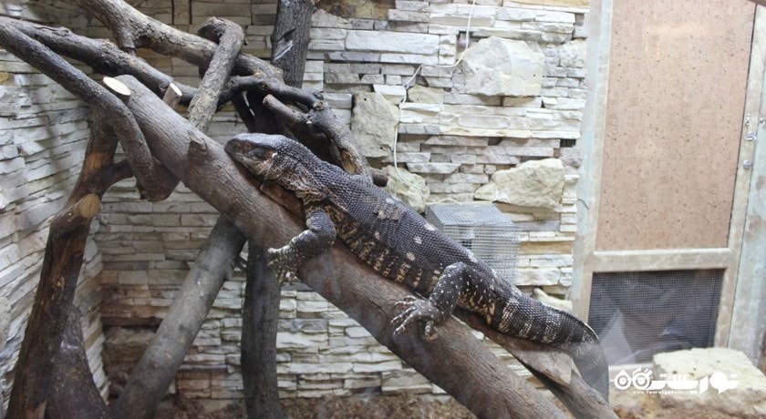 سرگرمی باغ وحش لنینگراد شهر روسیه کشور سن پترزبورگ