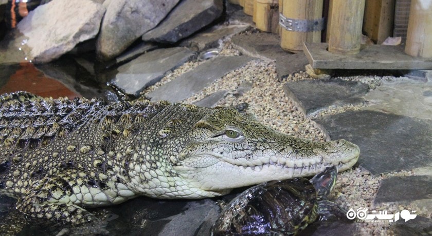 سرگرمی باغ وحش لنینگراد شهر روسیه کشور سن پترزبورگ