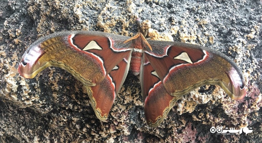 سرگرمی باغ پروانه های گرمسیری قونیه شهر ترکیه کشور قونیه