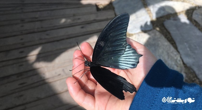 سرگرمی باغ پروانه های گرمسیری قونیه شهر ترکیه کشور قونیه