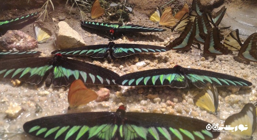 سرگرمی باغ پروانه های گرمسیری قونیه شهر ترکیه کشور قونیه