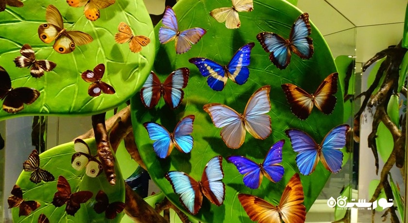 سرگرمی باغ پروانه های گرمسیری قونیه شهر ترکیه کشور قونیه
