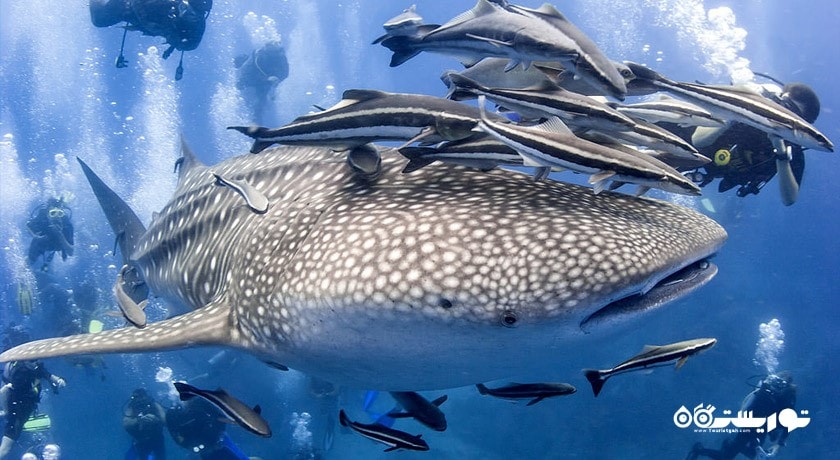 سرگرمی غواصی در پوکت شهر تایلند کشور پوکت