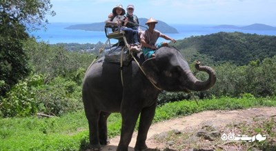سرگرمی فیل سواری در جنگل شهر تایلند کشور پوکت