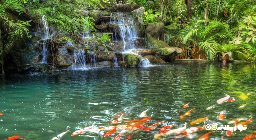 سرگرمی باغ گیاه شناسی پوکت شهر تایلند کشور پوکت