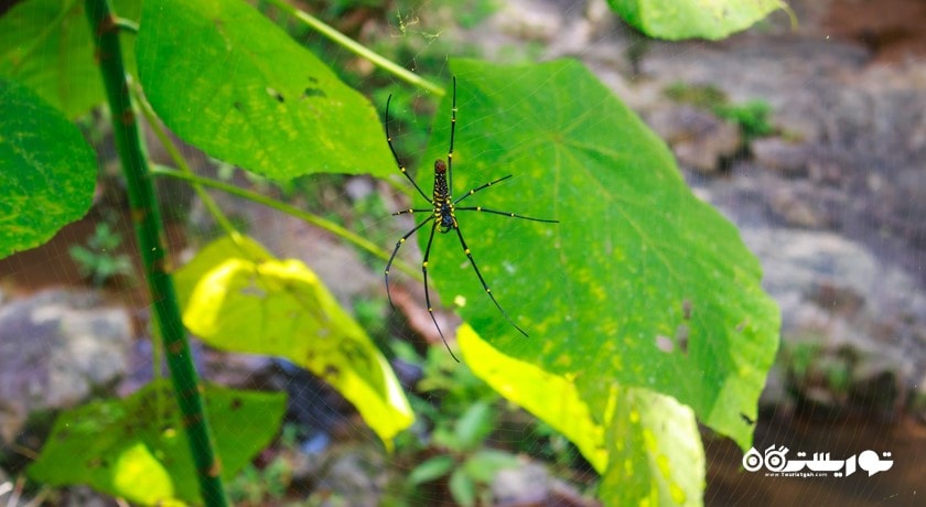 سرگرمی پارک ملی کا پرا تائو شهر تایلند کشور پوکت