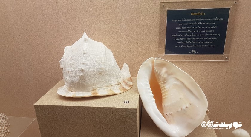  موزه صدف های دریایی پوکت شهر تایلند کشور پوکت