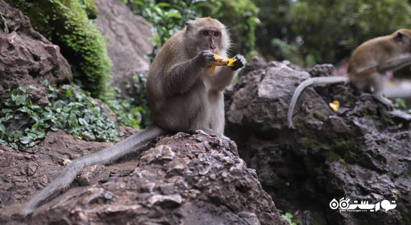  معبد وات سوان کوها (معبد غار) شهر تایلند کشور پوکت