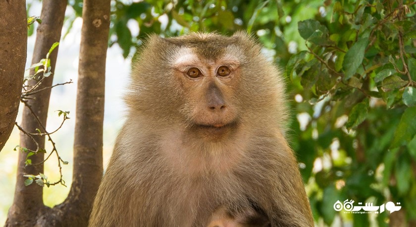 سرگرمی بازدید از تپه میمون ها در شهر پوکت شهر تایلند کشور پوکت