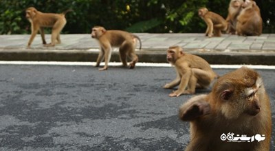 سرگرمی بازدید از تپه میمون ها در شهر پوکت شهر تایلند کشور پوکت