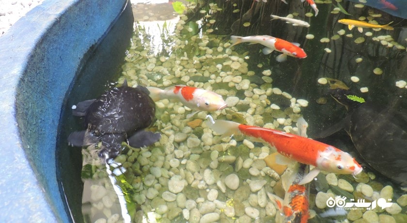 سرگرمی آکواریوم پوکت شهر تایلند کشور پوکت