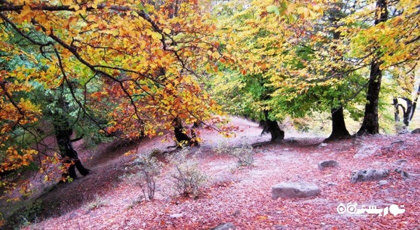جنگل های سواد کوه -  شهر مازندران