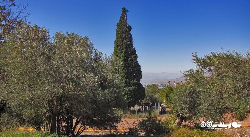 سرو کهنسال هرزویل -  شهر رودبار