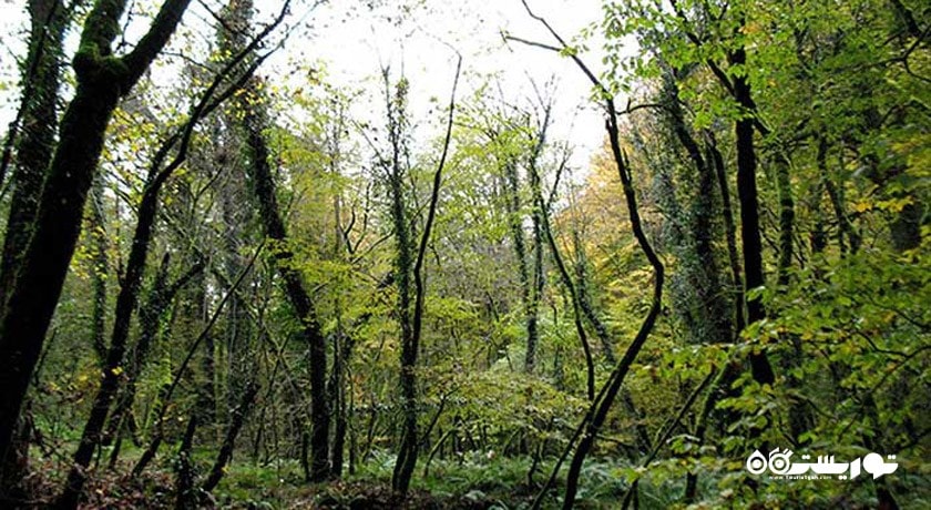 روستای لاجیم شهرستان مازندران استان پل سفید