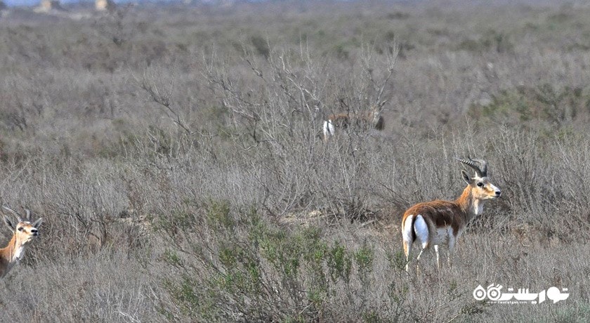 سرگرمی پارک ملی آبشوران شهر آذربایجان کشور باکو