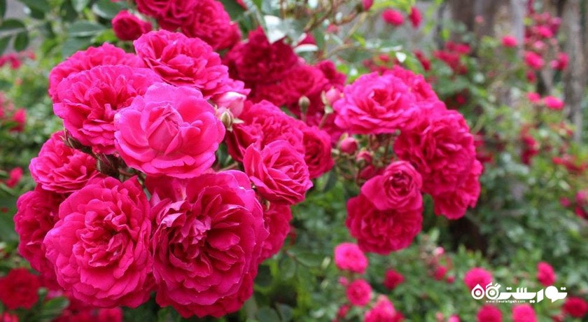 باغ گل محمدی کاشان -  شهر اصفهان