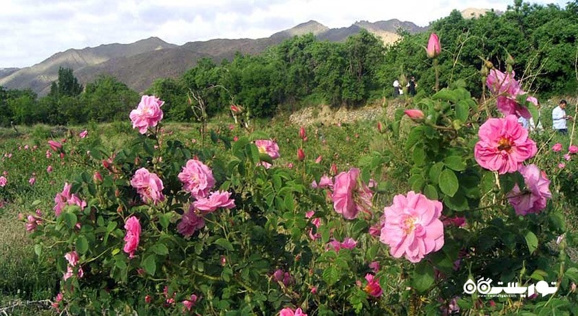 باغ گل محمدی کاشان -  شهر کاشان