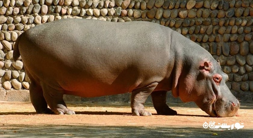 باغ وحش ایروان -  شهر ایروان