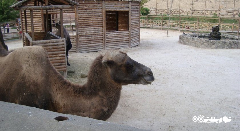 سرگرمی باغ وحش ایروان شهر ارمنستان کشور ایروان