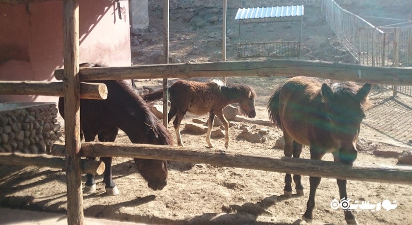 سرگرمی باغ وحش ایروان شهر ارمنستان کشور ایروان