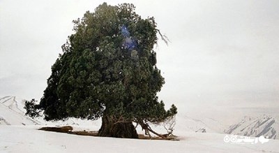 درخت ارس شهرستانک -  شهر البرز