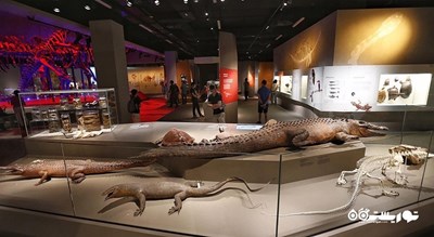 موزه تاریخ طبیعی لی کونگ چیان -  شهر سنگاپور