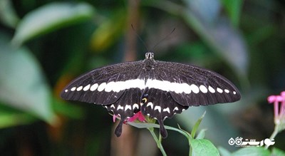 پارک پروانه ها و قلمرو حشرات -  شهر سنگاپور