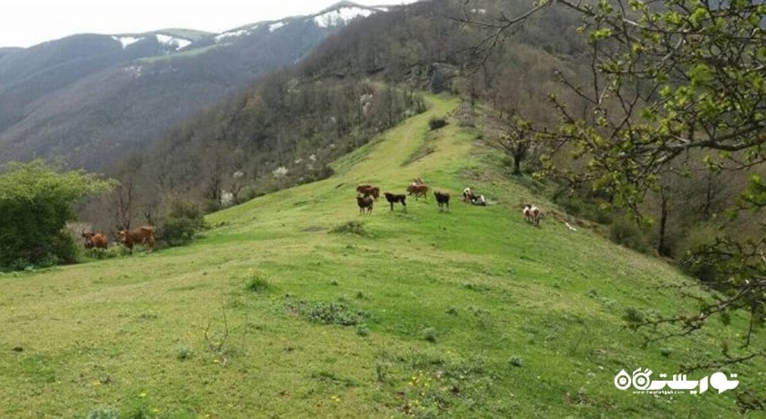 جنگل مشه سویی -  شهر اردبیل