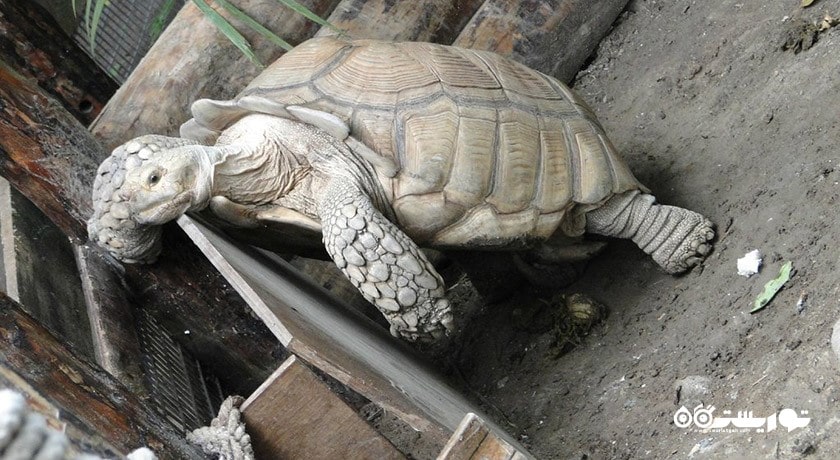 سرگرمی پارک حیات وحش ساسالی - چیگلی شهر ترکیه کشور ازمیر