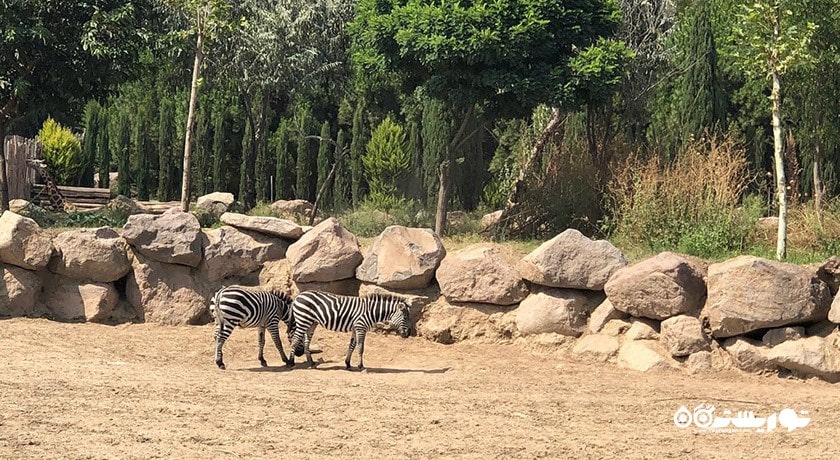 سرگرمی پارک حیات وحش ساسالی - چیگلی شهر ترکیه کشور ازمیر