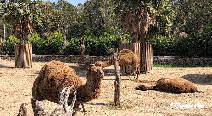 سرگرمی پارک حیات وحش ساسالی - چیگلی شهر ترکیه کشور ازمیر