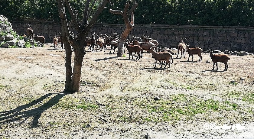 سرگرمی پارک حیات وحش ساسالی - چیگلی شهر ترکیه کشور ازمیر