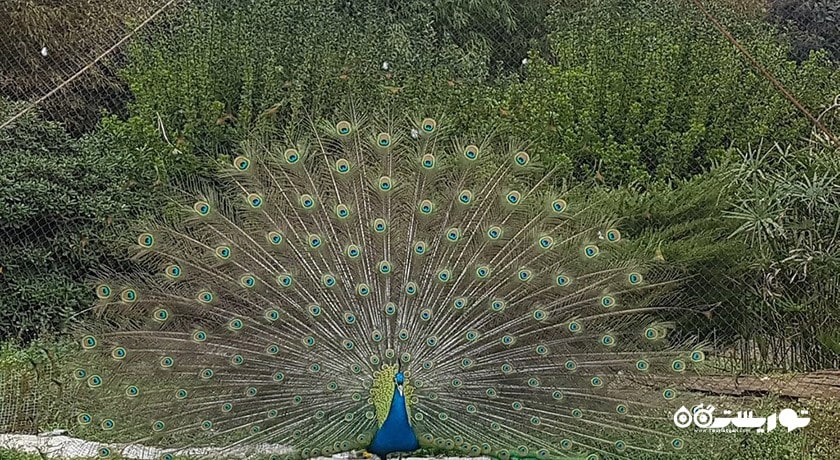 سرگرمی پارک حیات وحش ساسالی - چیگلی شهر ترکیه کشور ازمیر