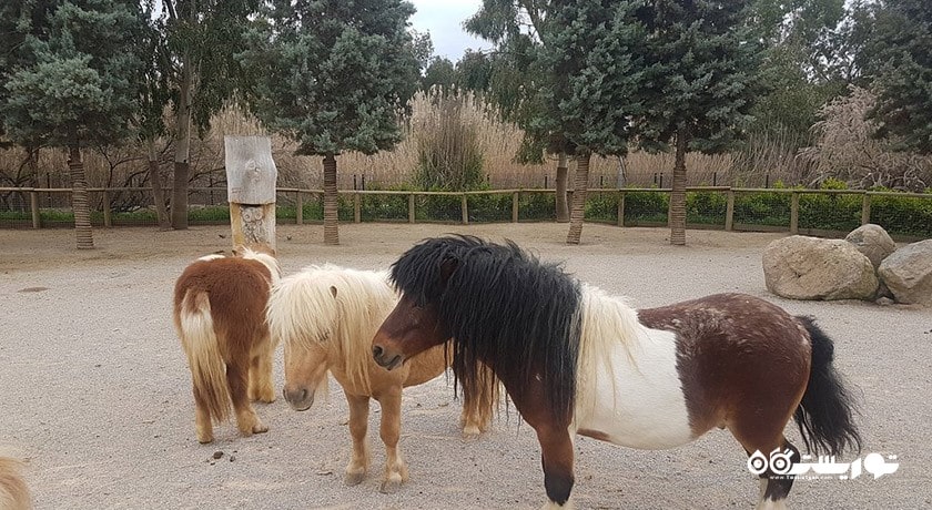 سرگرمی پارک حیات وحش ساسالی - چیگلی شهر ترکیه کشور ازمیر