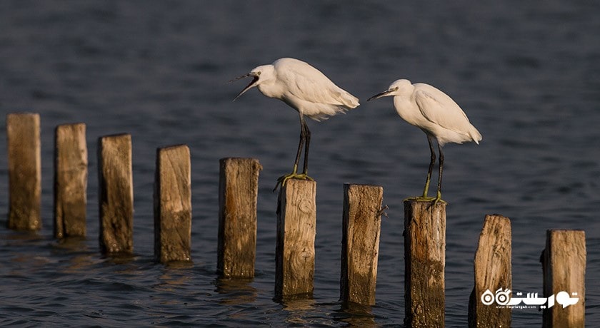 سرگرمی بهشت پرندگان ازمیر شهر ترکیه کشور ازمیر