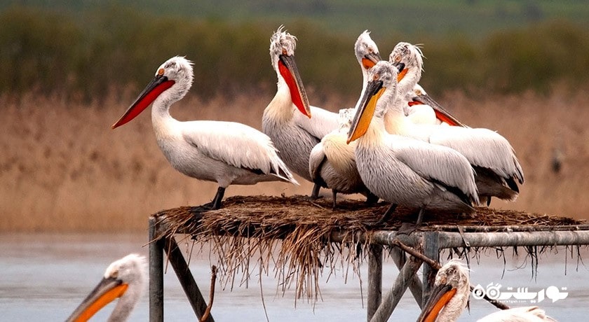 سرگرمی بهشت پرندگان ازمیر شهر ترکیه کشور ازمیر