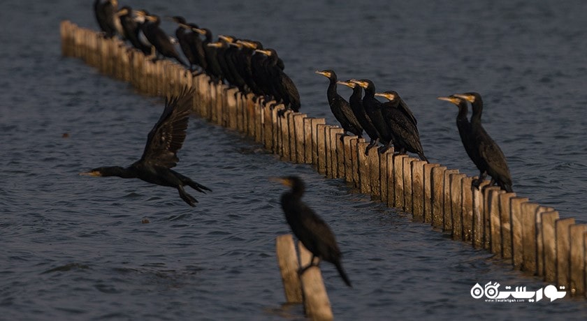 سرگرمی بهشت پرندگان ازمیر شهر ترکیه کشور ازمیر