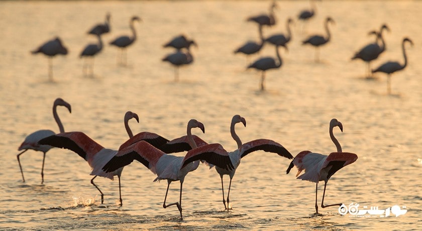 سرگرمی بهشت پرندگان ازمیر شهر ترکیه کشور ازمیر